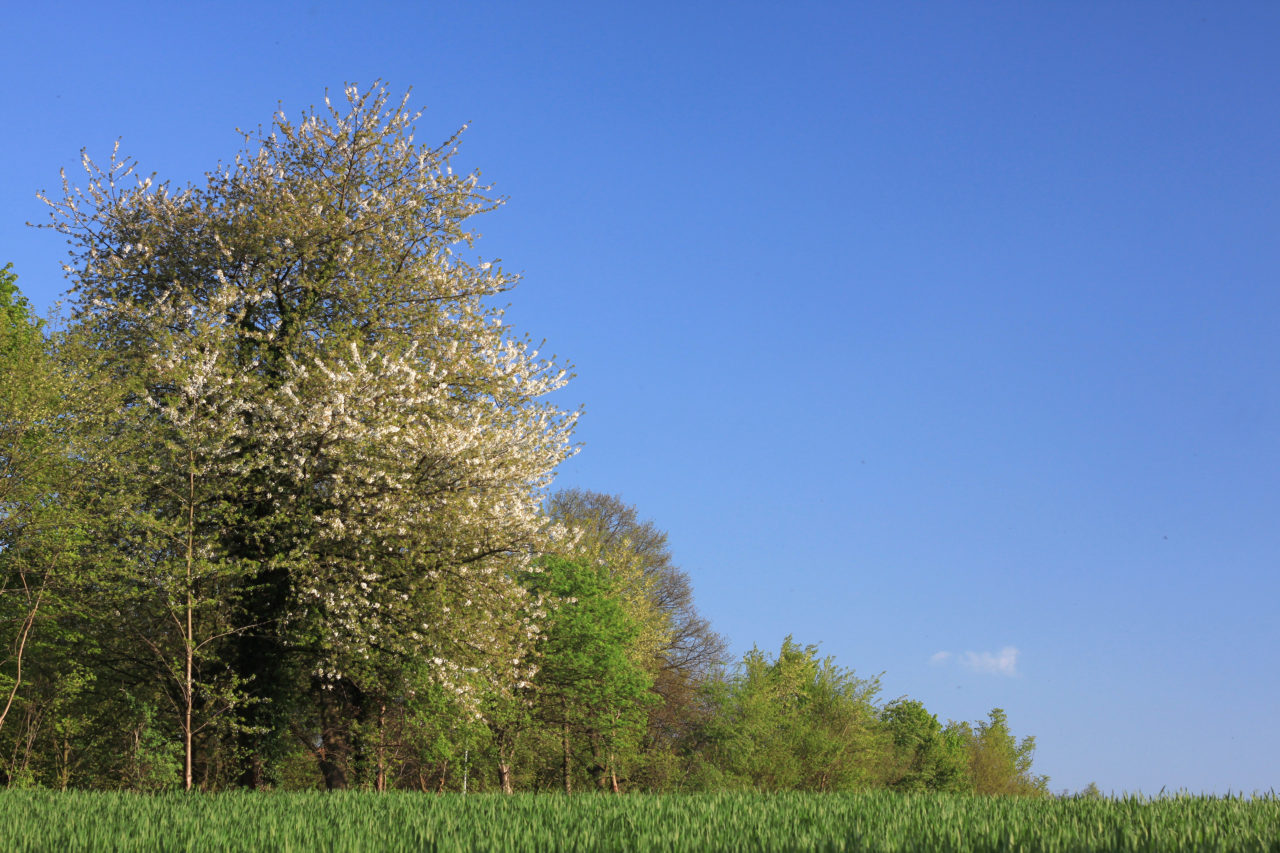 Baum Blätter Essen