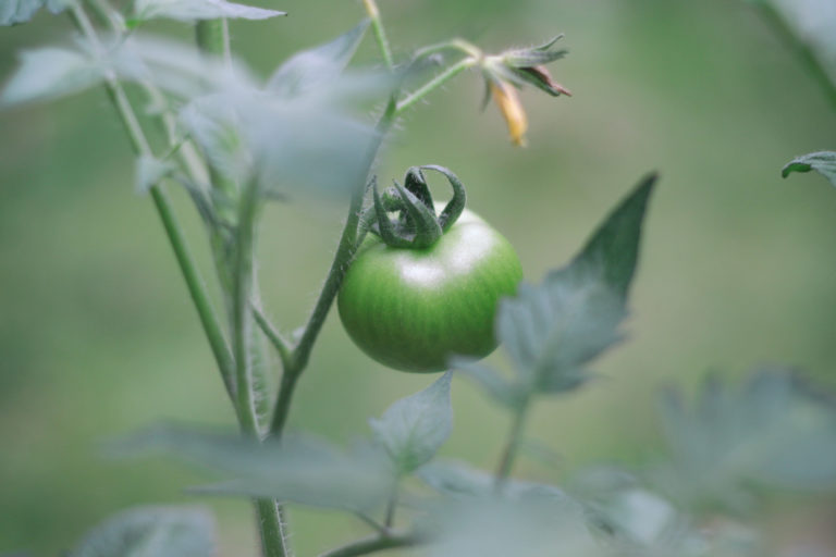 Grüne Tomate kostenlose Bilder download titania foto