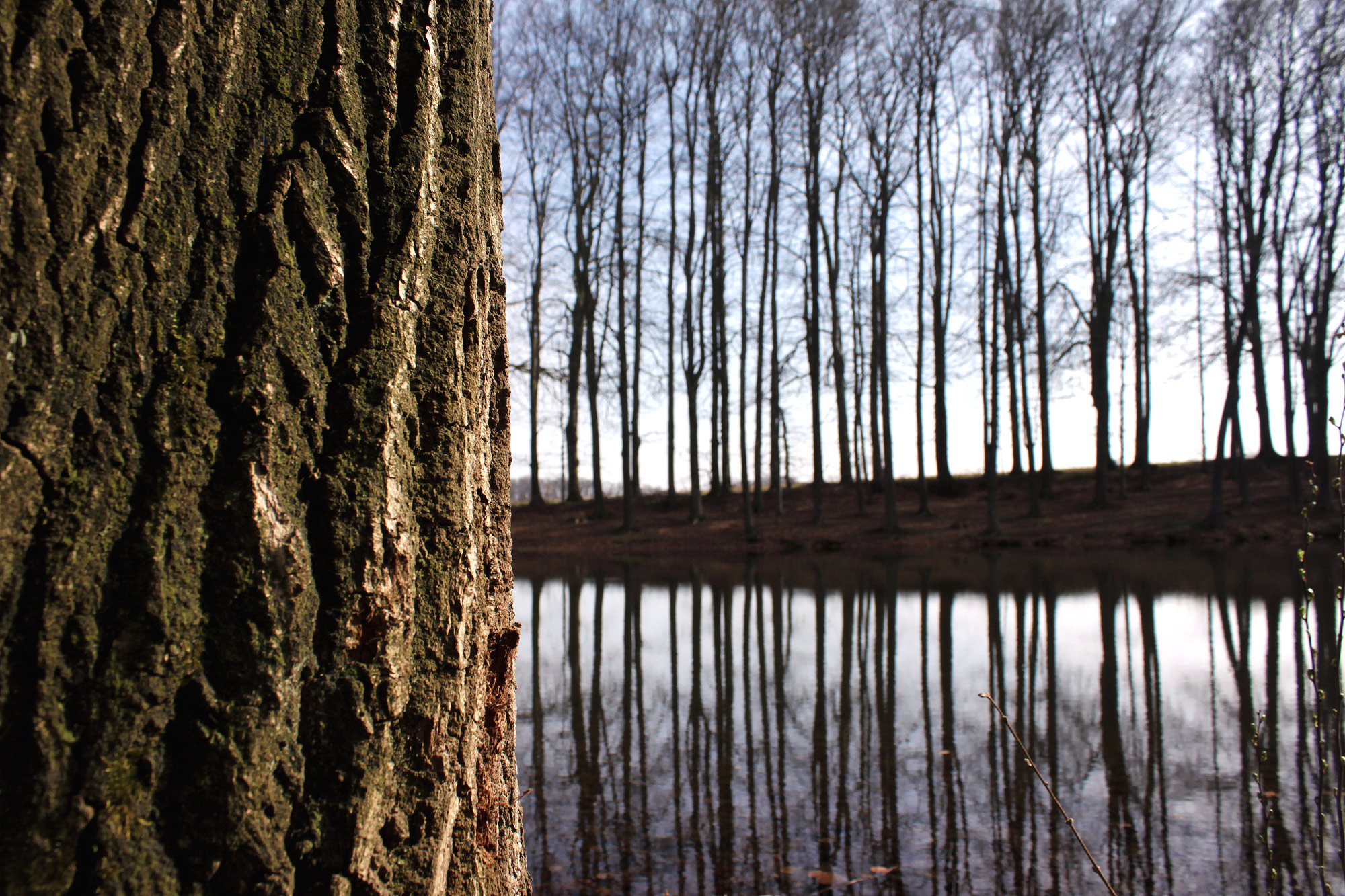 Bäume Winter