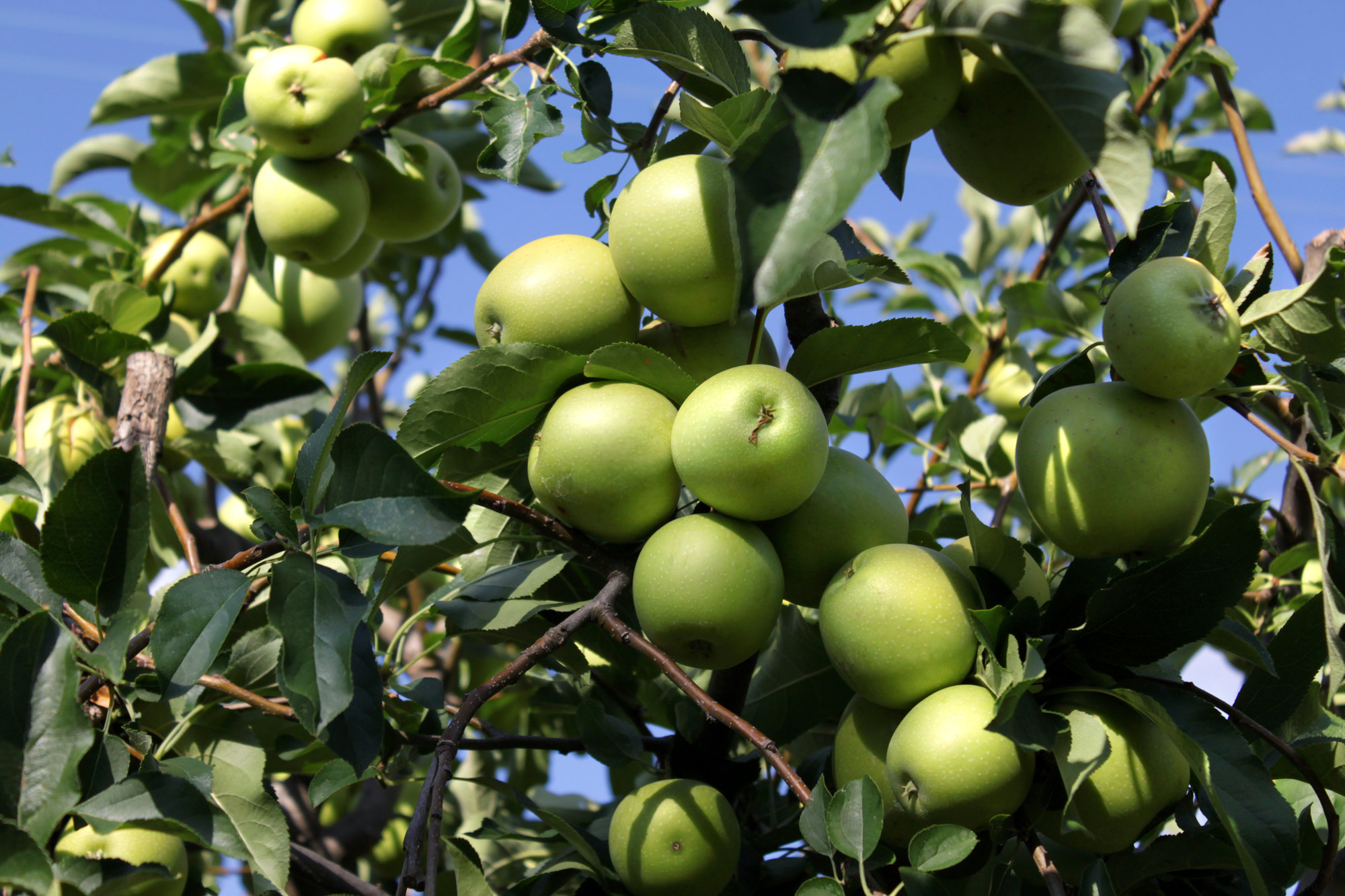 Äpfel Apfelbaum