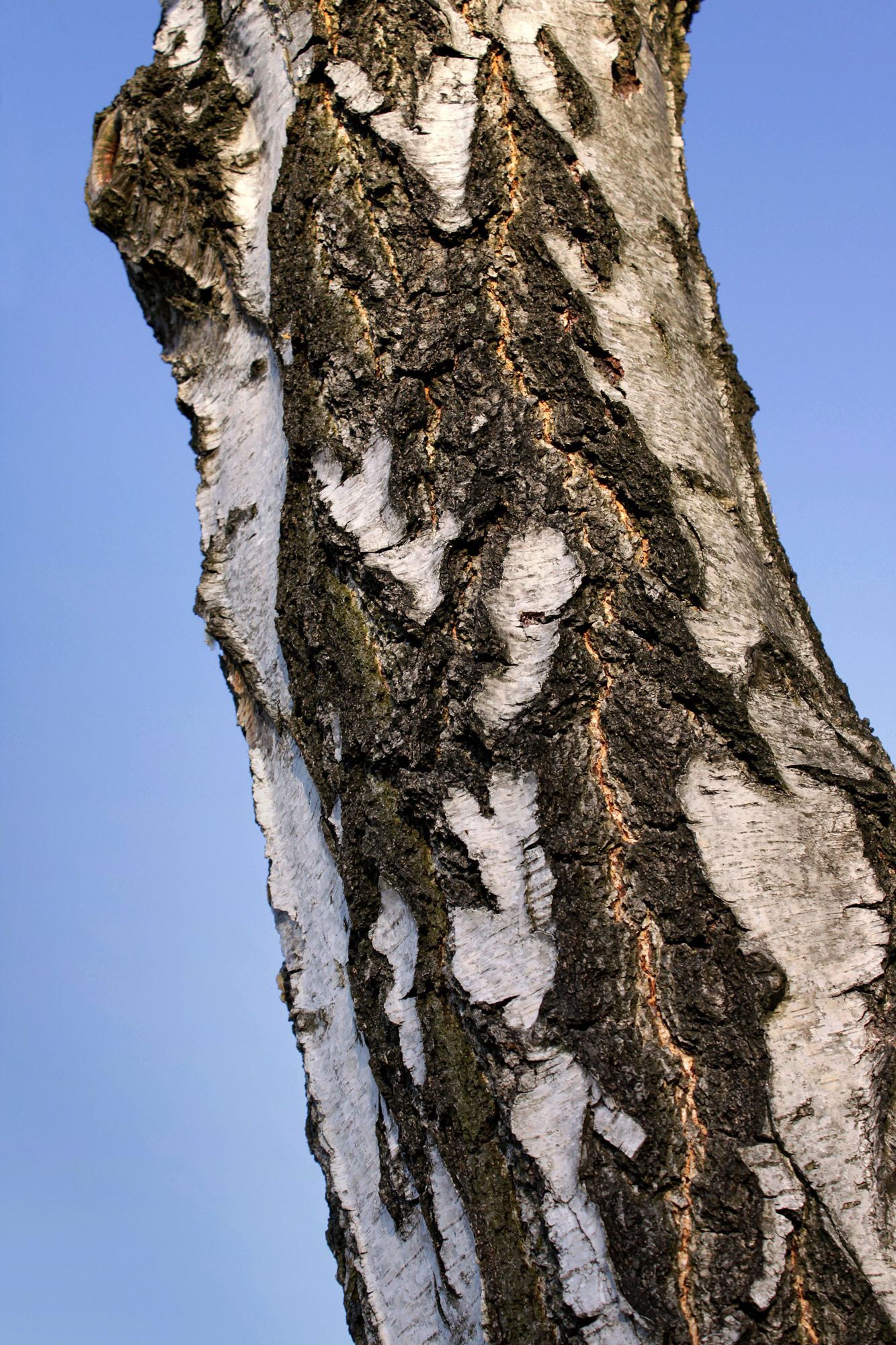 Tree Trunk Birch