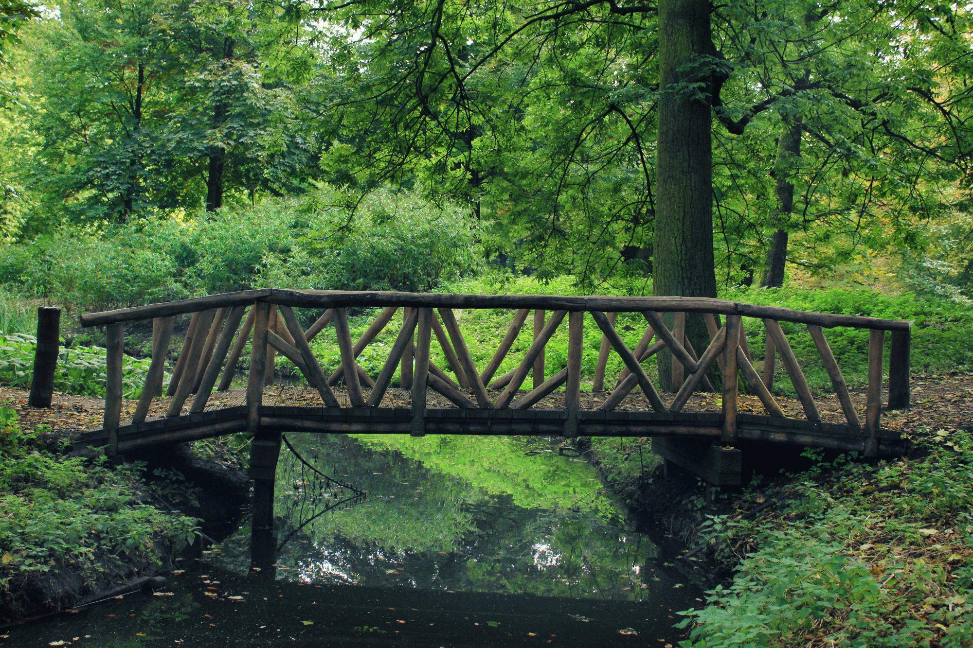 Bridge Forest