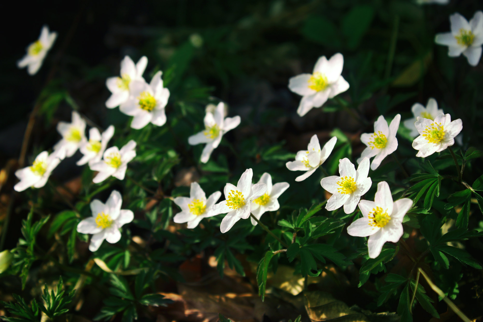 Buschwindröschen Frühling