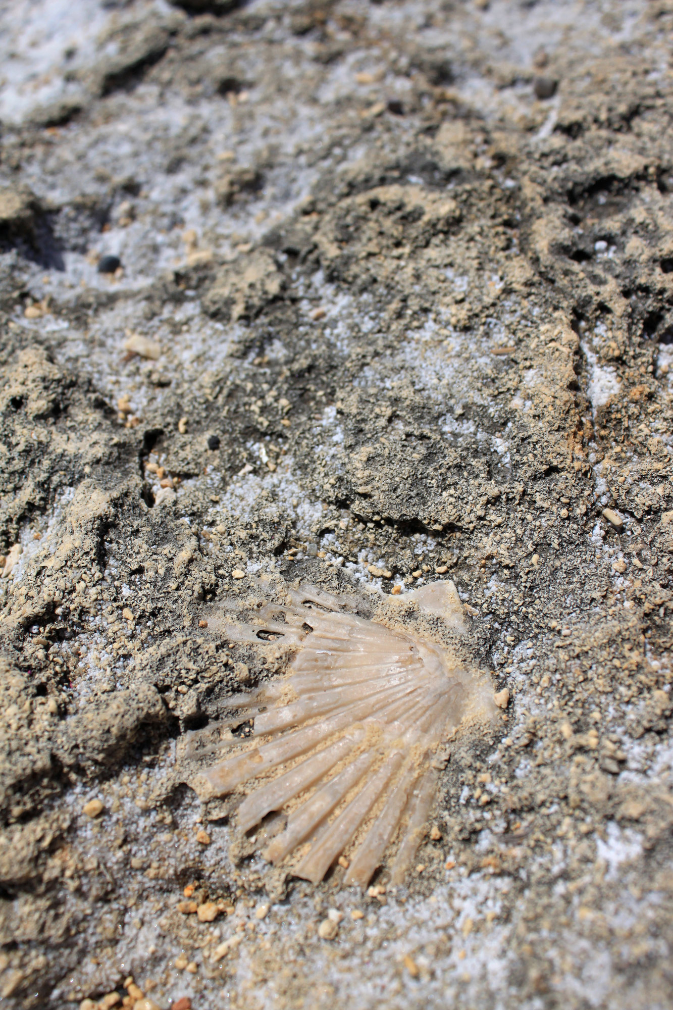 Fossile Shell