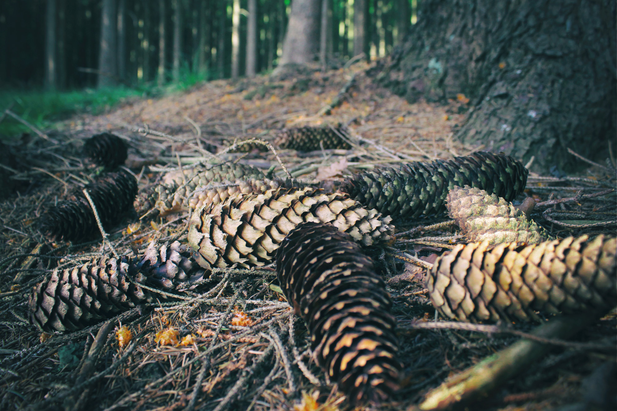 Tannenzapfen Waldboden