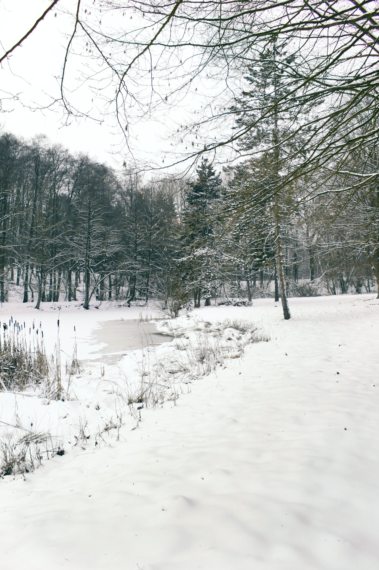 Winter Bäume