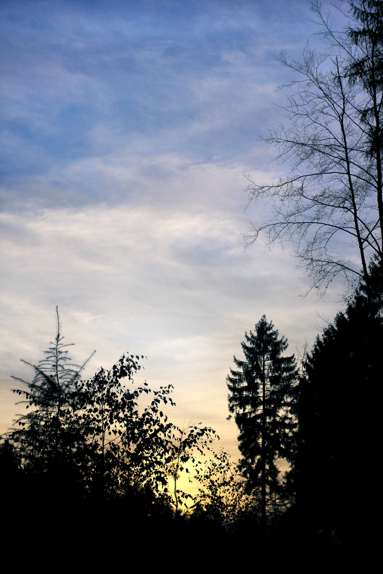 Trees Silhouettes Evening