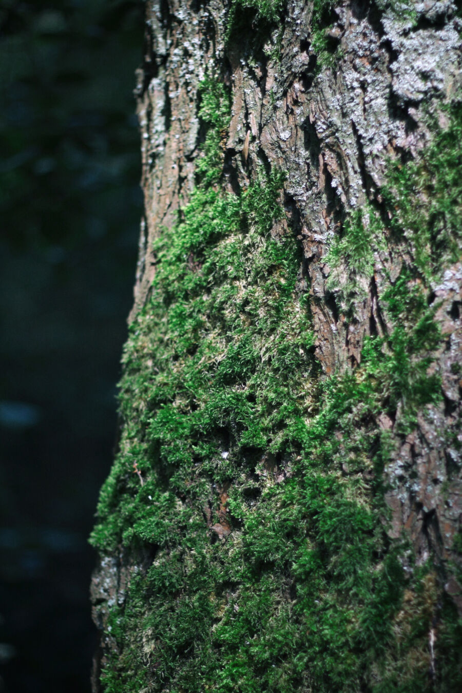 Waldbilder Wald Kostenlose Freie Bilder Download Titania Foto