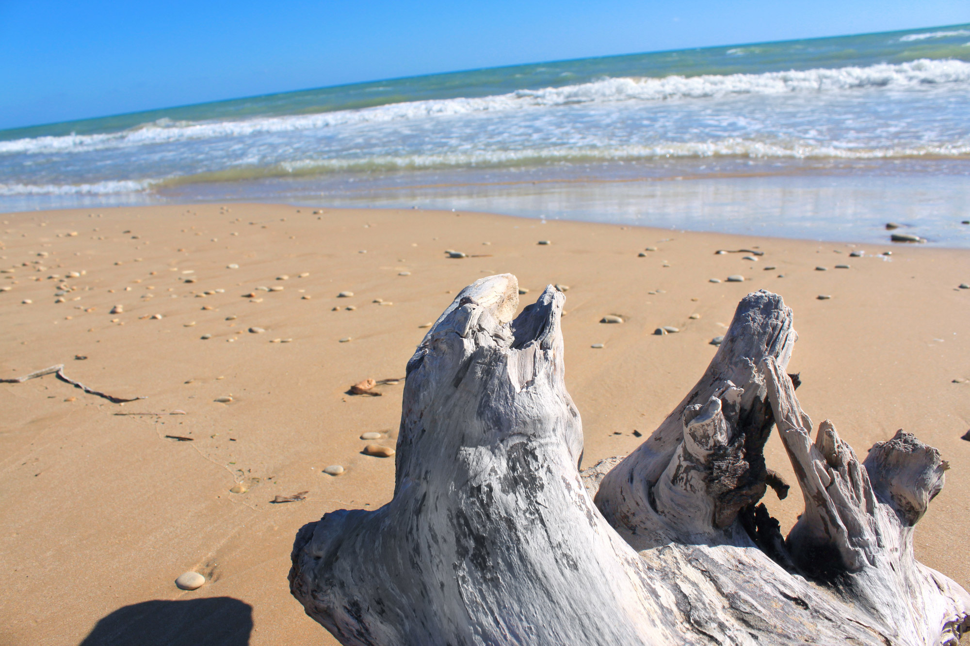 Tree Trunk Beach