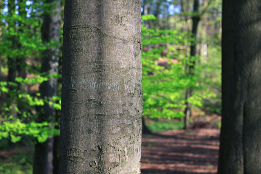 Waldbilder Wald Kostenlose Freie Bilder Download Titania Foto