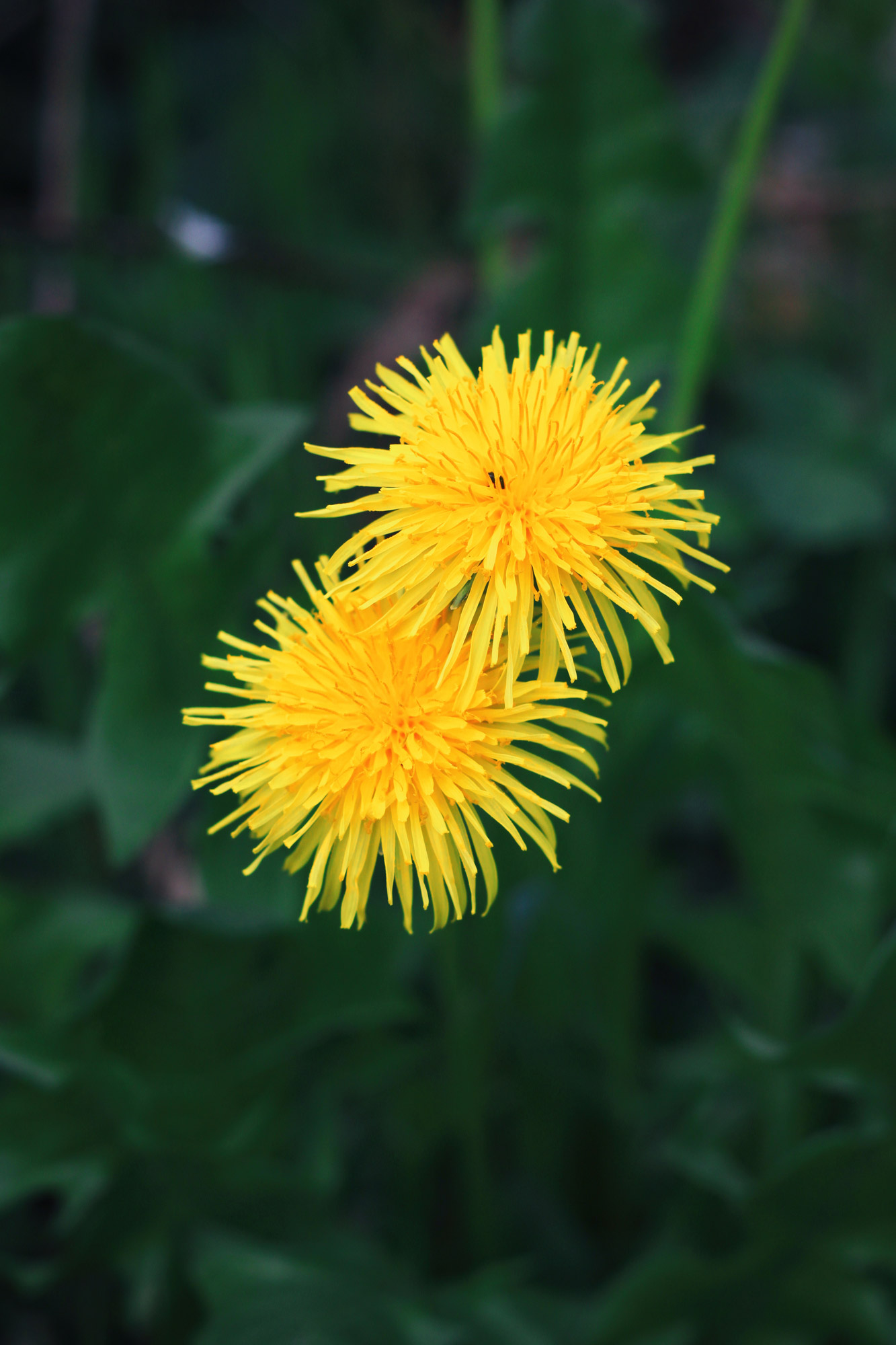 Löwenzahn Blüten