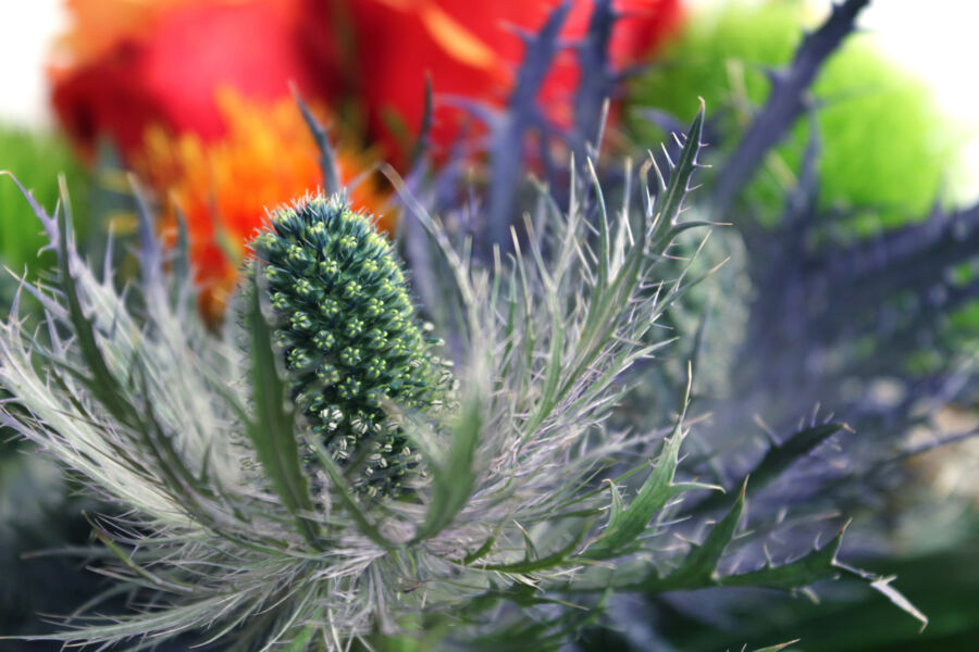 Mazzo Di Fiori Immagini Gratis Da Scaricare Titania Foto