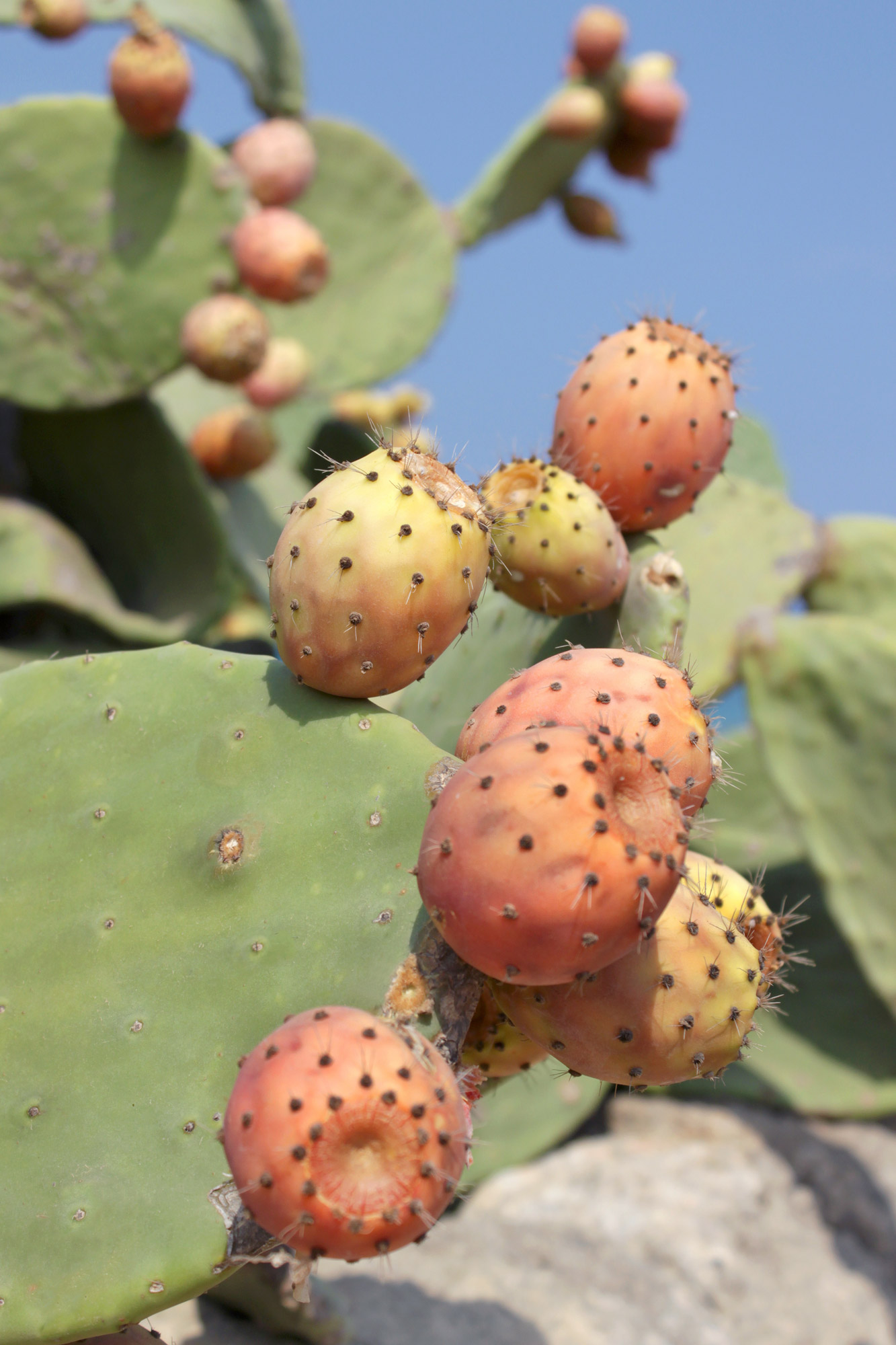 Indian Figs Cactus