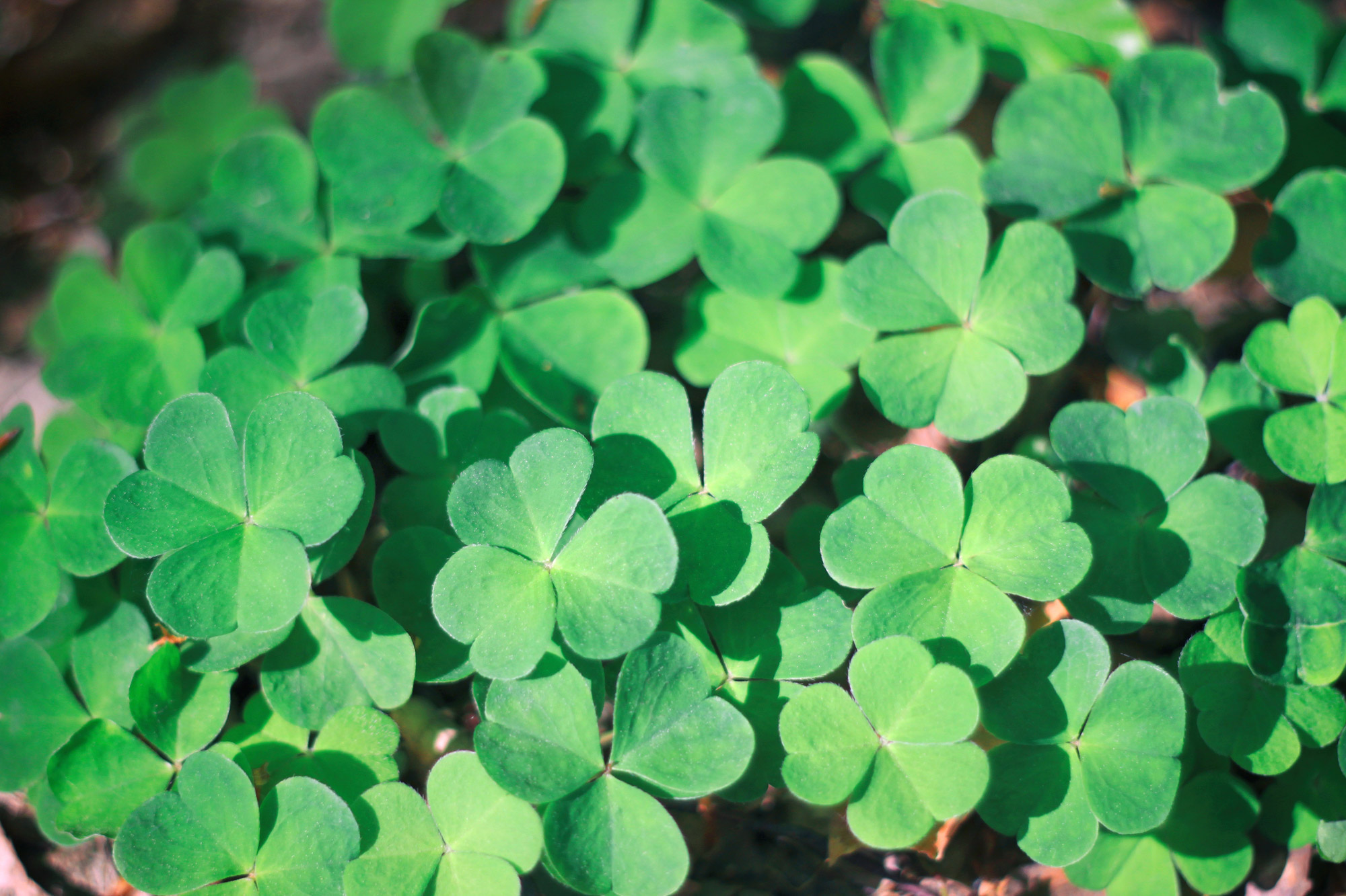 Clover Cloverleaves