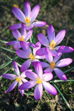 Krokusse Frühling