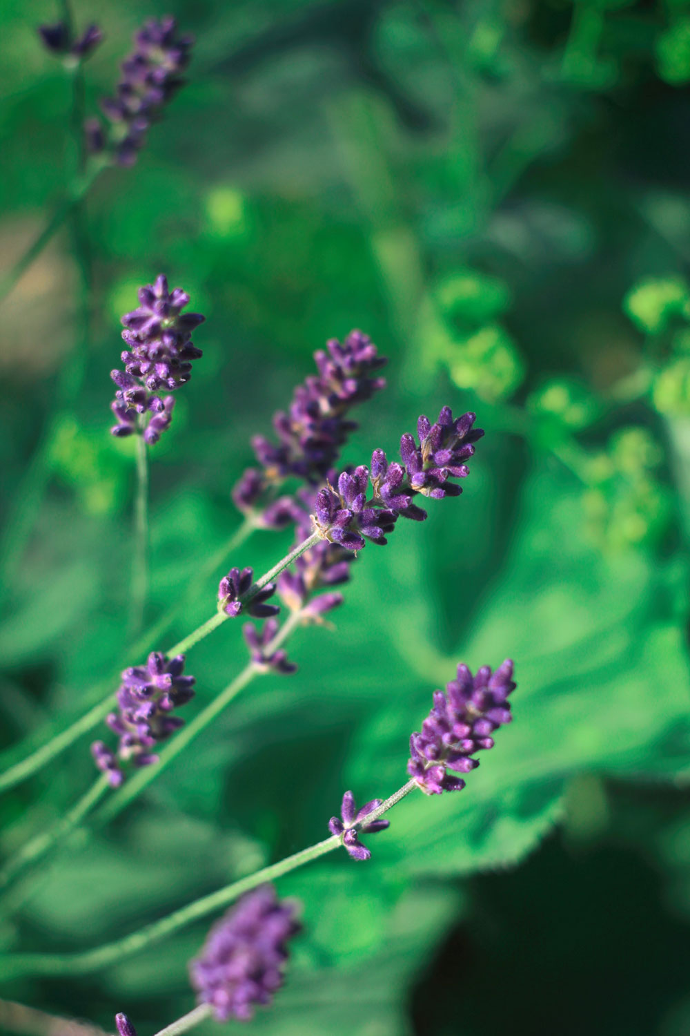 Lavendel Blüten