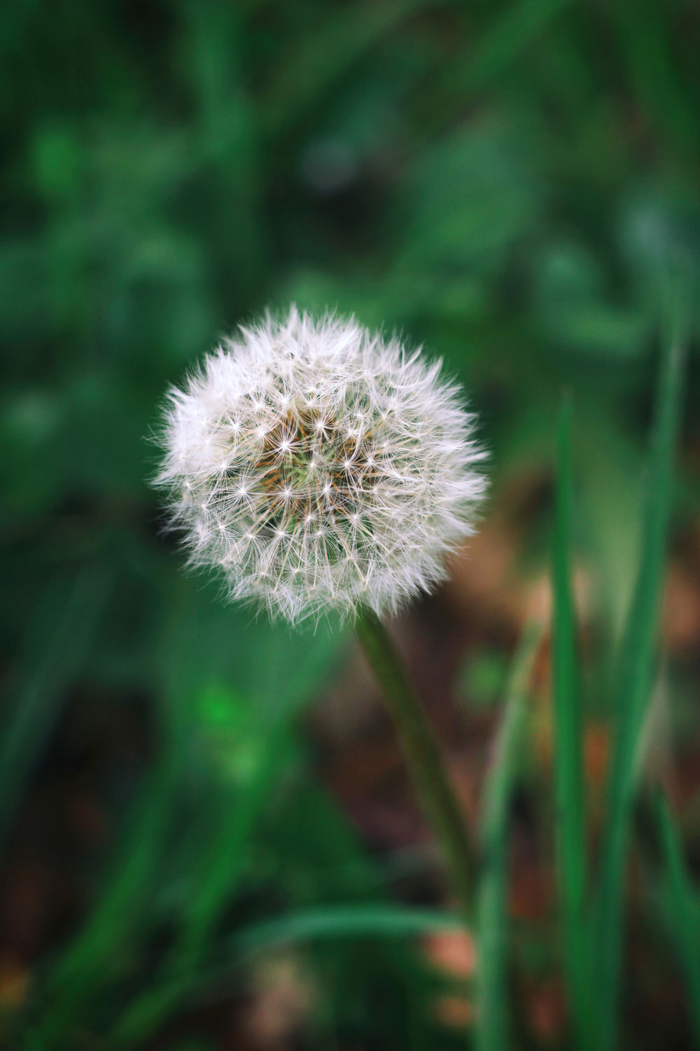 Löwenzahn Pusteblume