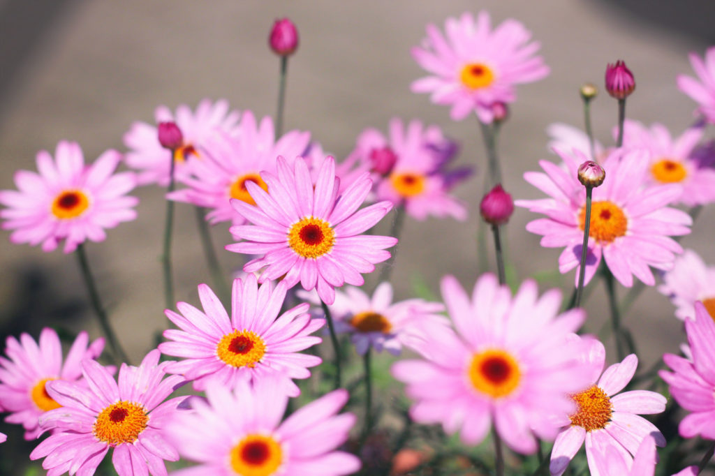 Margeriten Blüten rosa kostenlose Bilder download