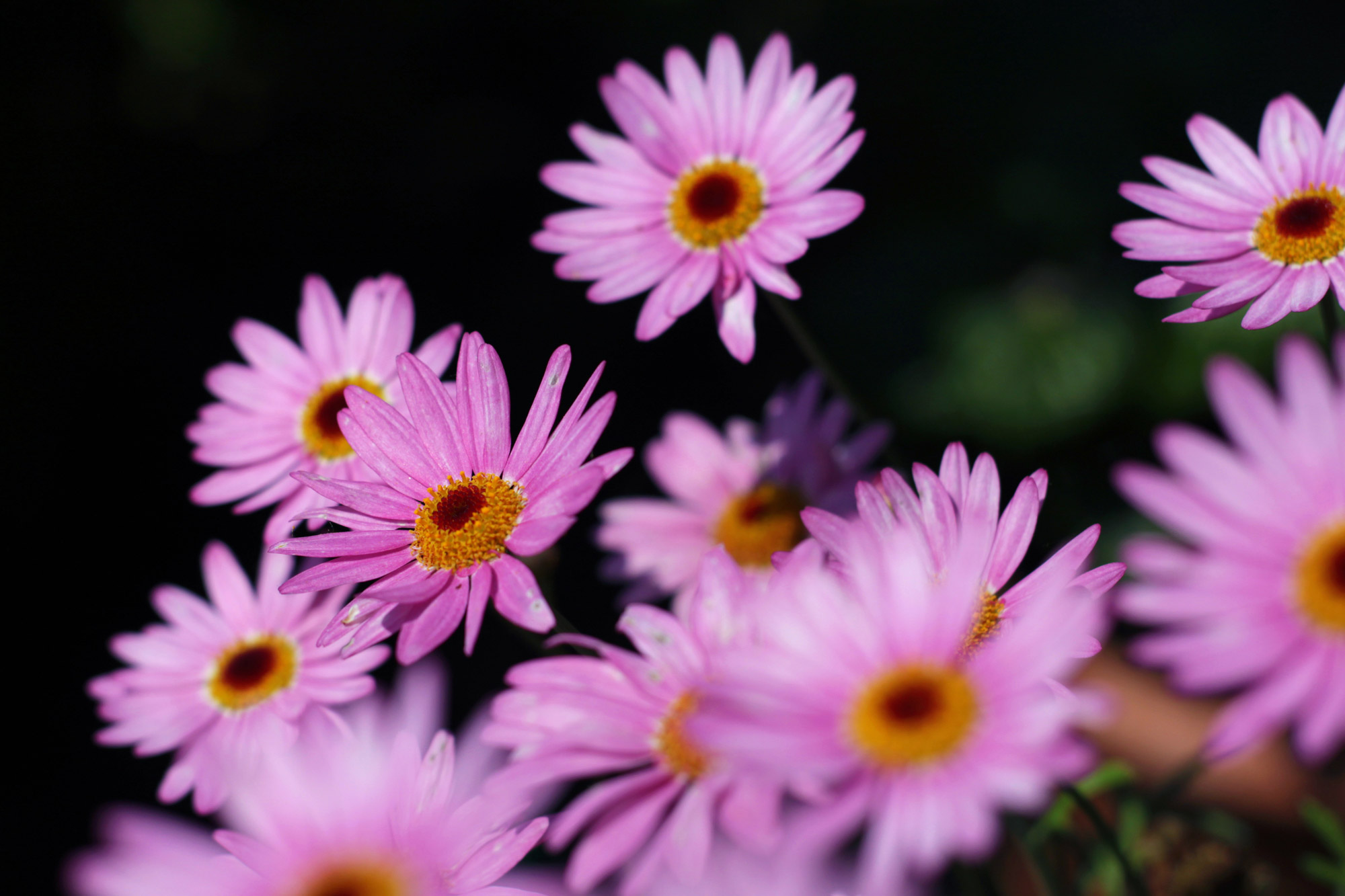 Marguerite Purple