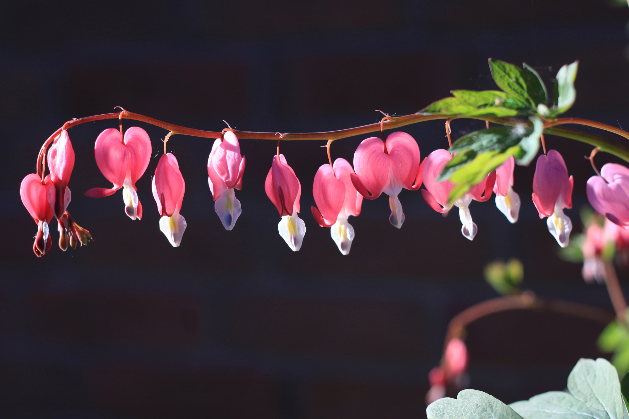 Tränendes Herz Blüten