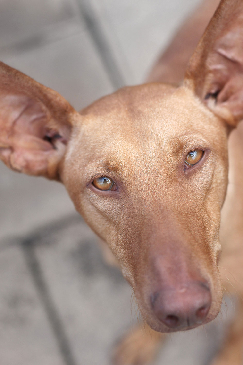 Podenco Windhund