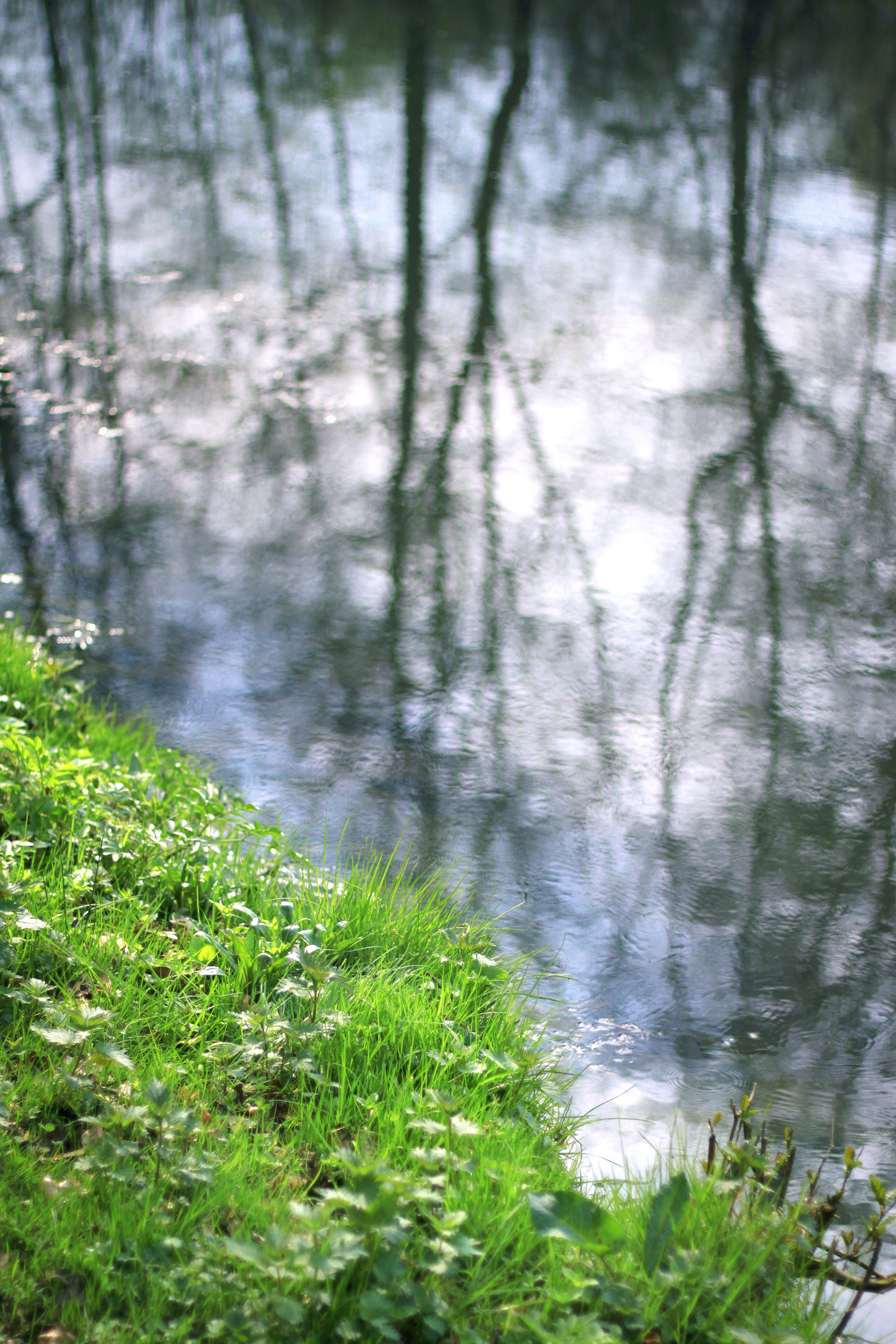 Shore Grass