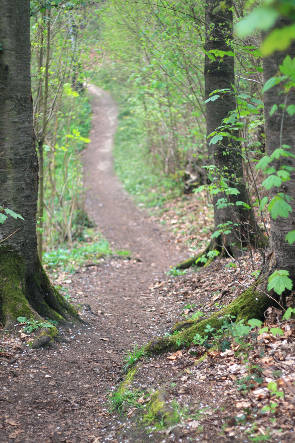 Waldweg Wanderweg