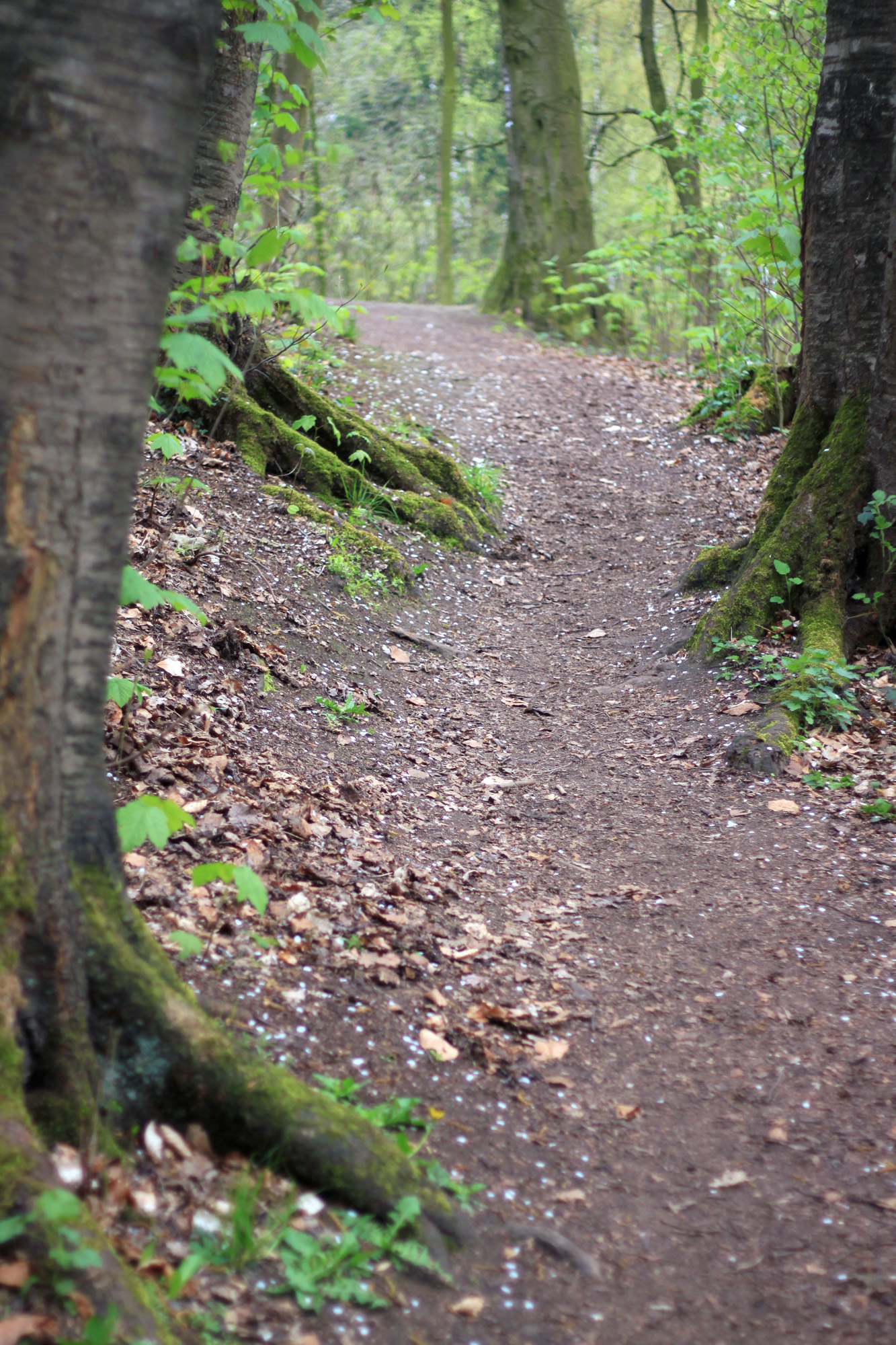 Forest Track Hiking Trail