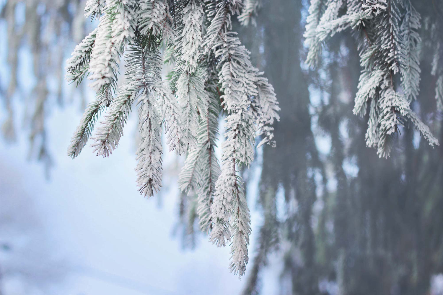 Tannenzweige Schnee