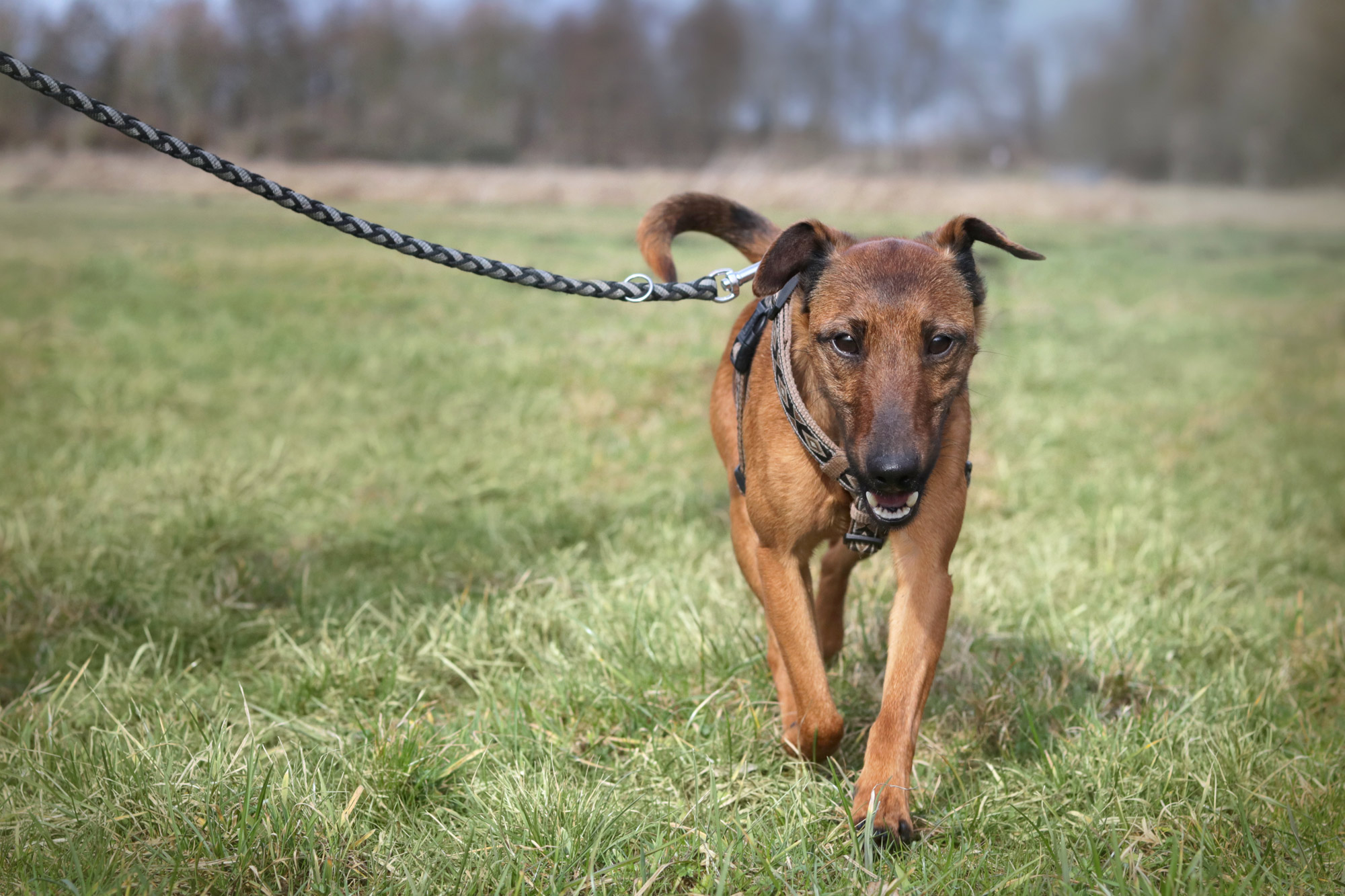 Hund an der Leine - kostenlose Bilder download | Titania Foto