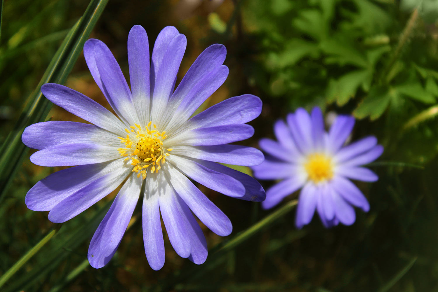 Violette Blüten