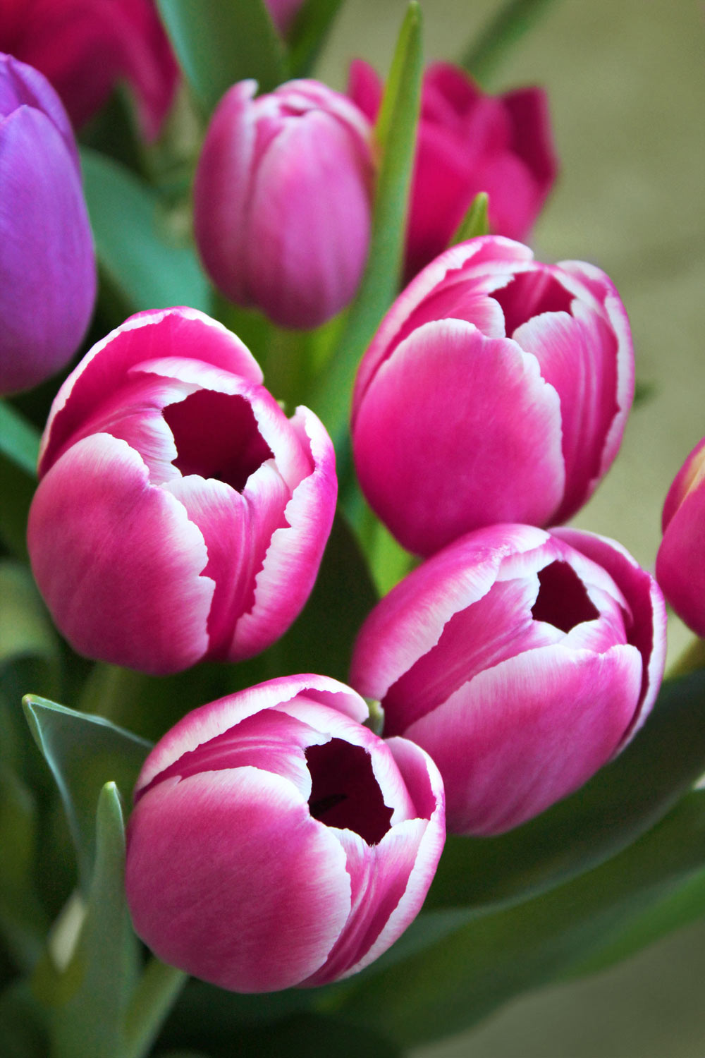 Tulpen Pink