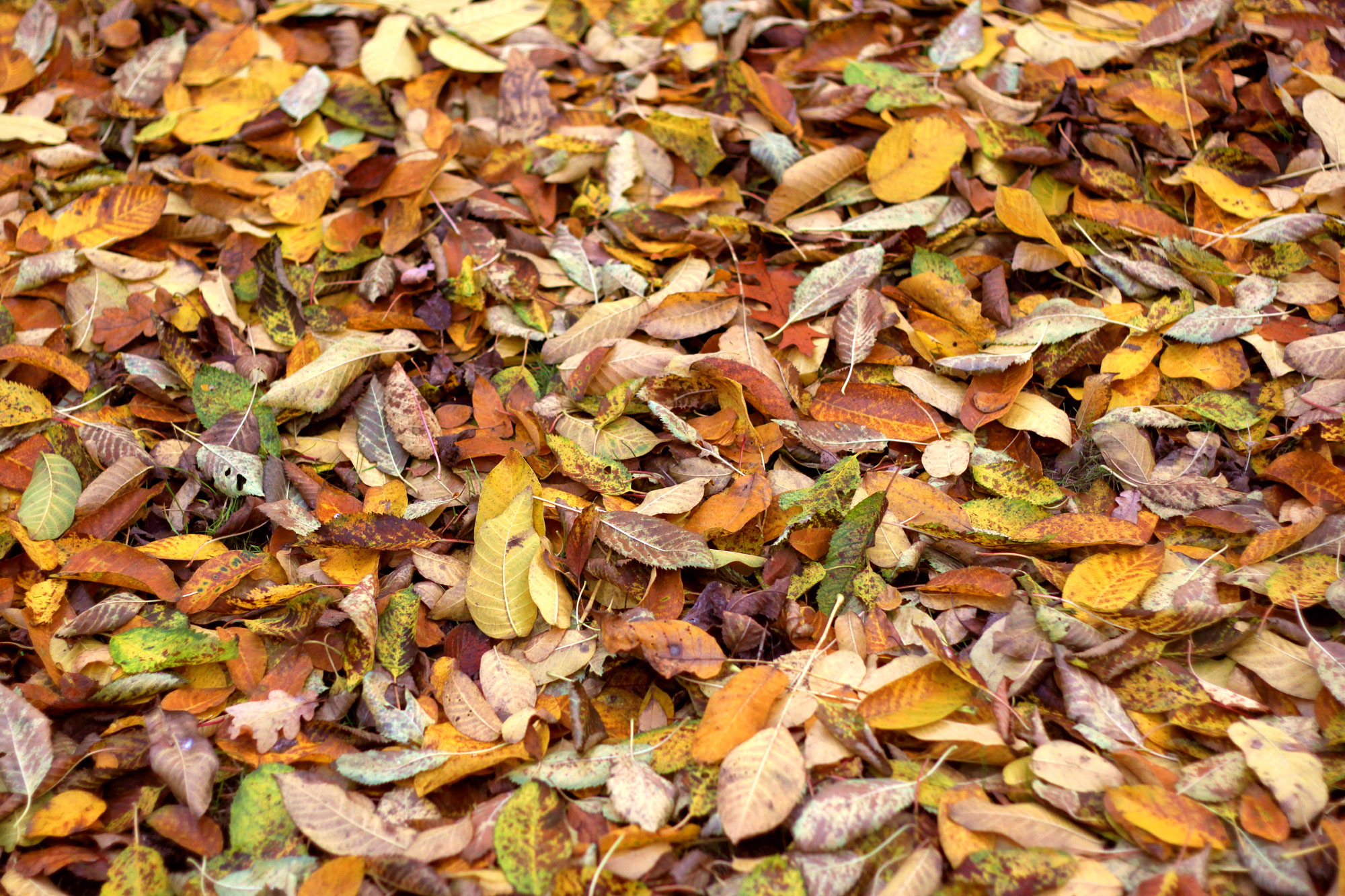 Blätter Herbst